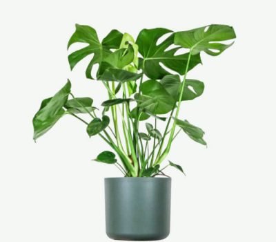 plants-ecommerce-product-featured-img-14