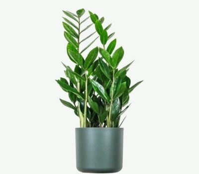 plants-ecommerce-product-featured-img-16