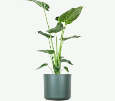 plants-ecommerce-product-featured-img-17