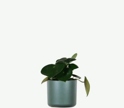 plants-ecommerce-product-featured-img-5