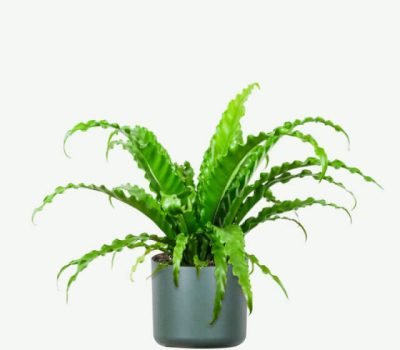 plants-ecommerce-product-featured-img-8