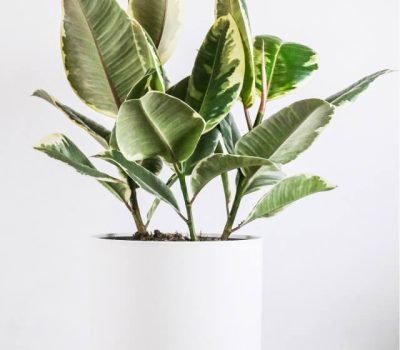 plants-shop-product-gallery-img-5